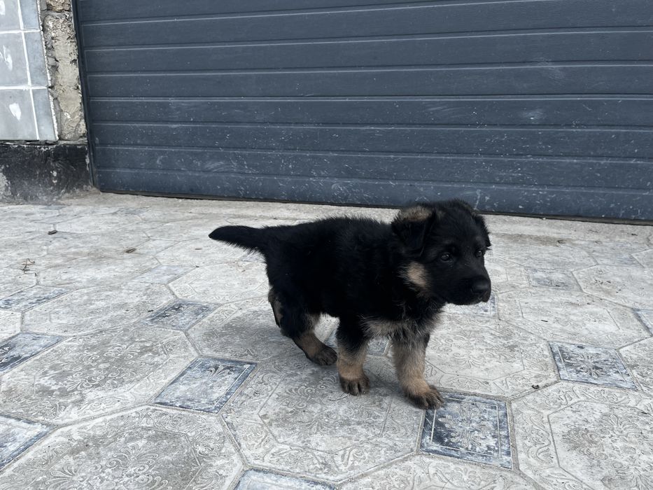 Немецкая овчарка