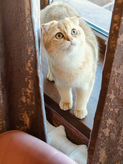 Котята Золотистые Фолды