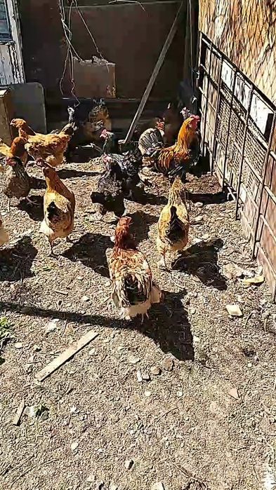 Курицы в мае будет год им