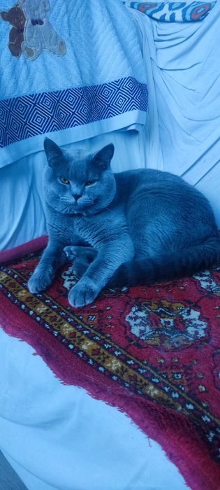 Кот скотиш страид для вяску. Mushuk qöshish uchun skotish straid.