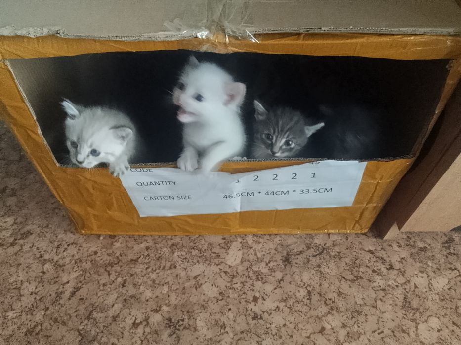 Отдам котят, срочно!!!