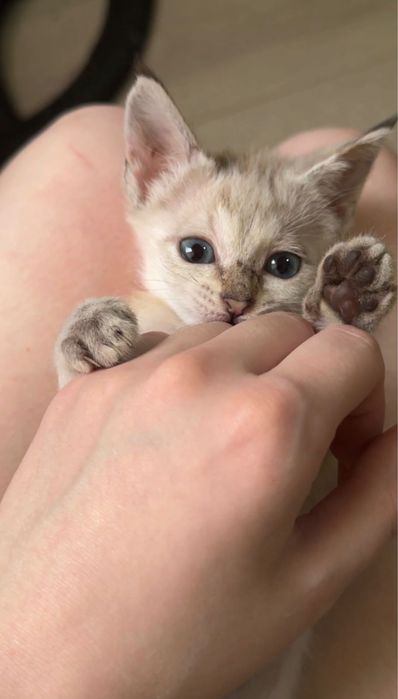 Котята 2 месяца.