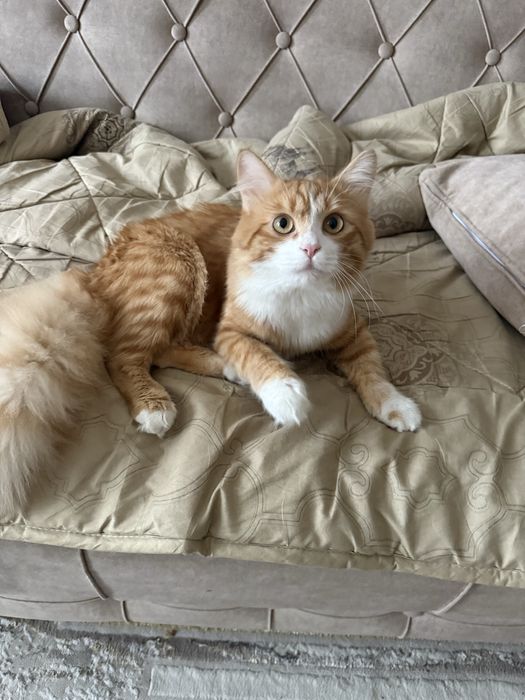 Кот для звязки, здоровый очень хороший, ласковый