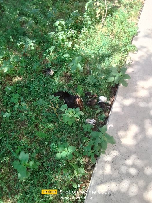 Японча товук 8 та боласи билан сотилади