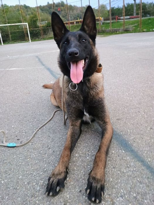 Dresaj canin in Prahova