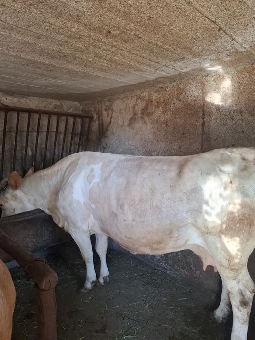 Se vinde vaca gestanta