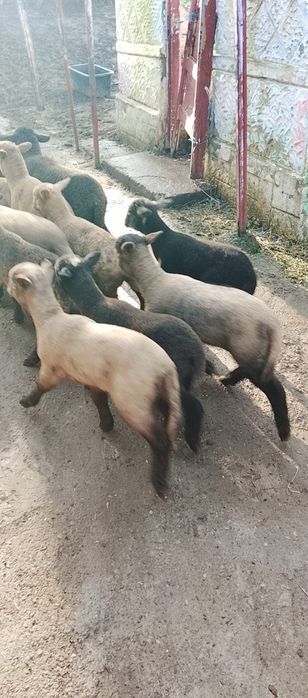 Vand 30 oi cu miei/Oi de vanzare cu miei