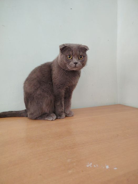 Mushugumiz ogil bola