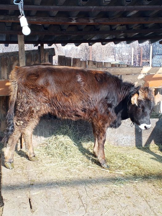 Продам тёлочку 9 мес.