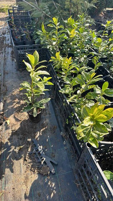 Лавровишна,футиния! Рози,лейланди и смарагд!