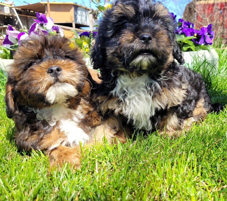 Caniche  pitic  shihpoo