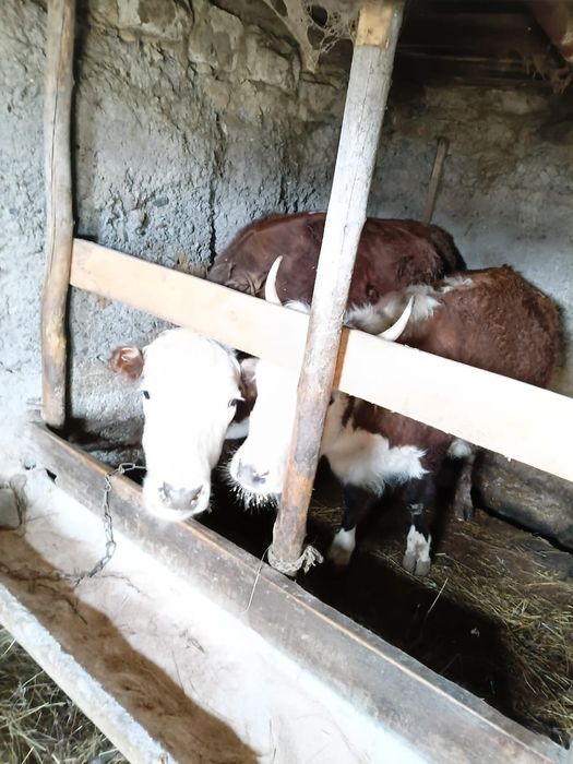 Семіз құнажындар сатам