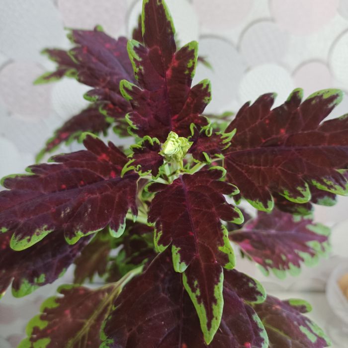 Комнатные растения