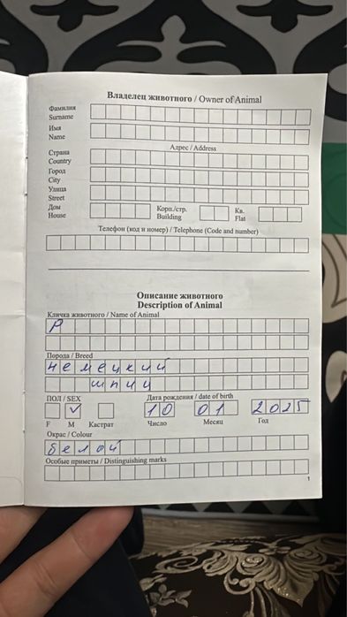 Немецкий щпиц белый