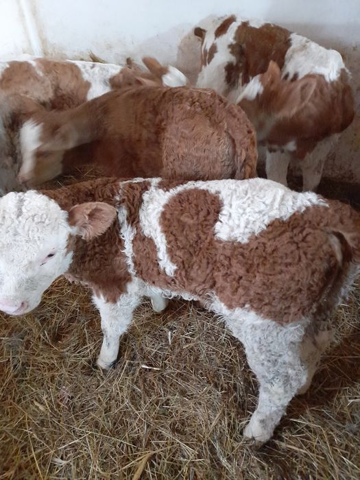 Taurasi si vitele baltati