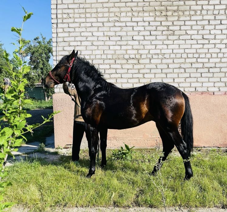 Жеребец полукровка