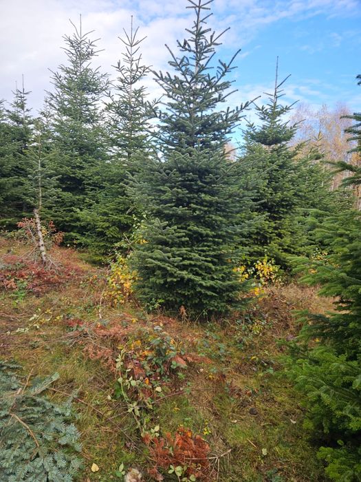 Brazi de craciun si cetina