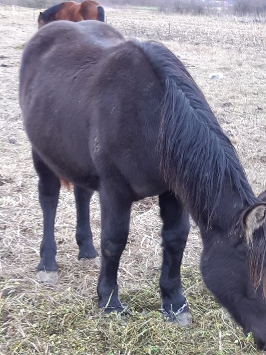 Vând mânză de un an și 2 lun