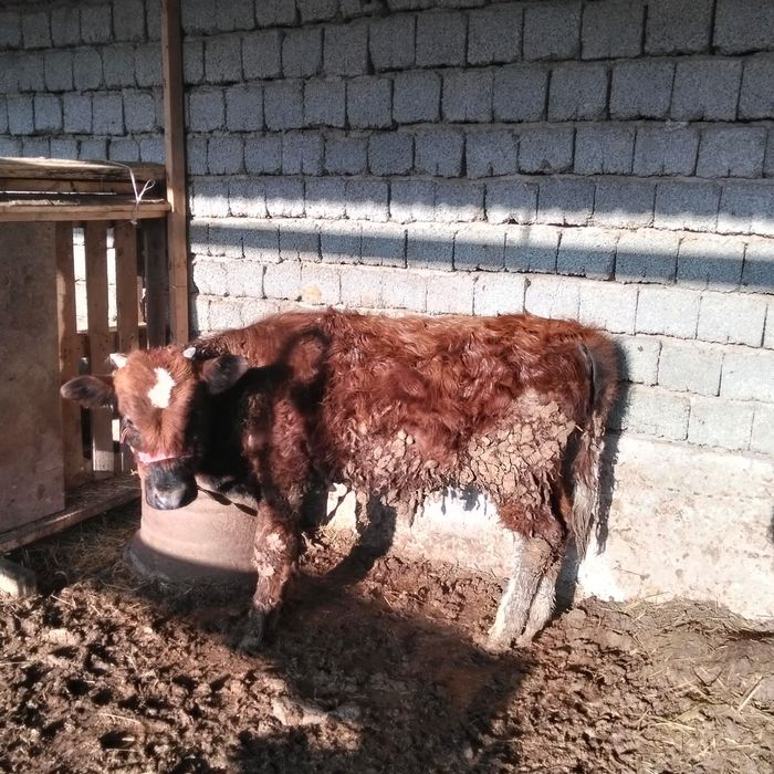 ӨГІЗШЕ сатылады !!!