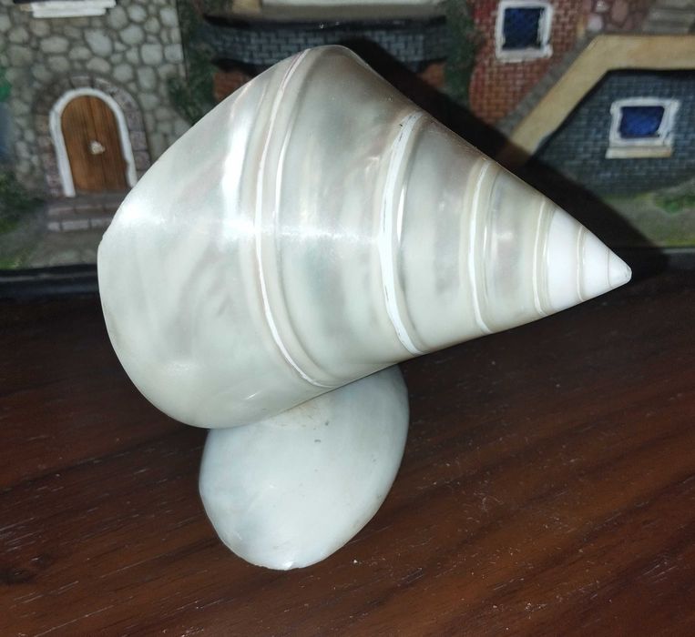 Ракушка Тихо океанская Трока Мейл или Tectus niloticus