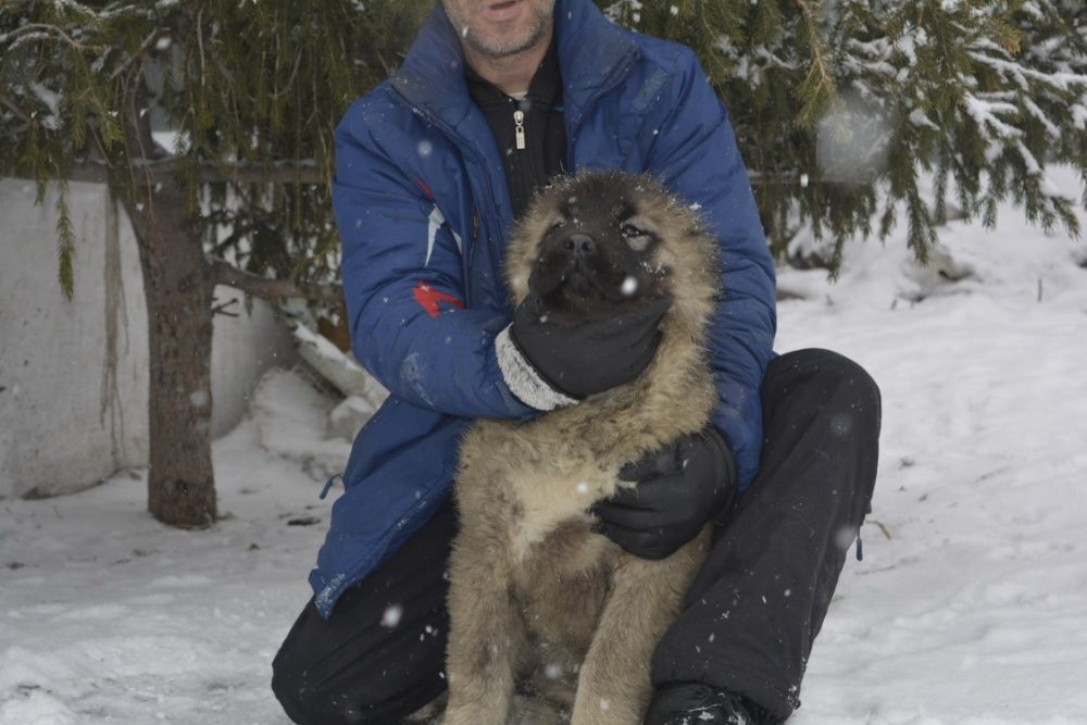 щенки кавказской овчарки