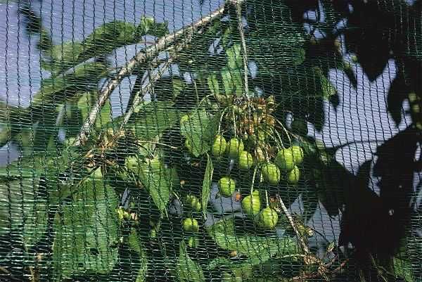 Plasa Protectie Antigrindina 34g/mp LIVRARE RAPIDA