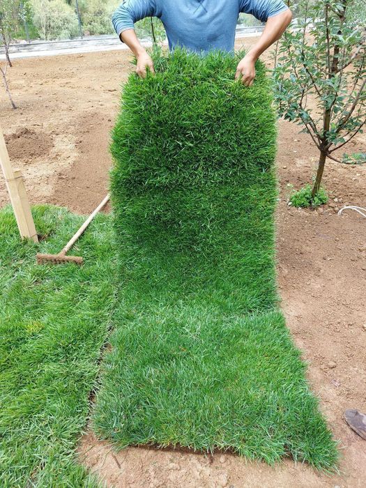 Gazon ekish va yevro uruglarin sepish hizmatlari