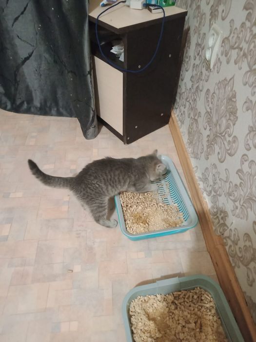 Котёнок девочка в добрые ручки