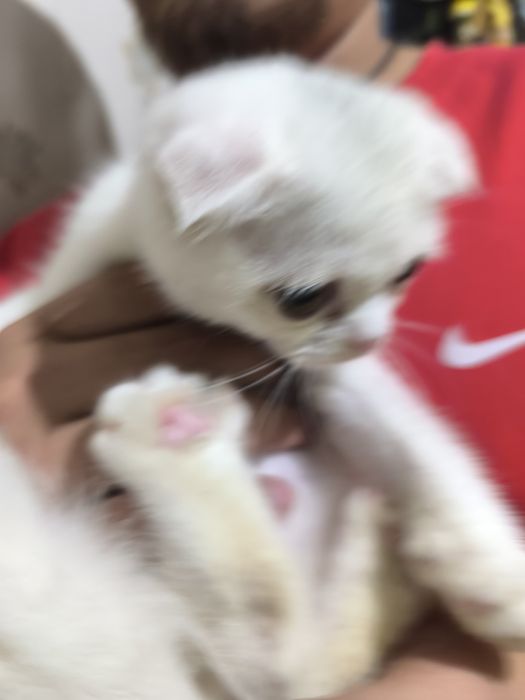 Вислоухие котчта