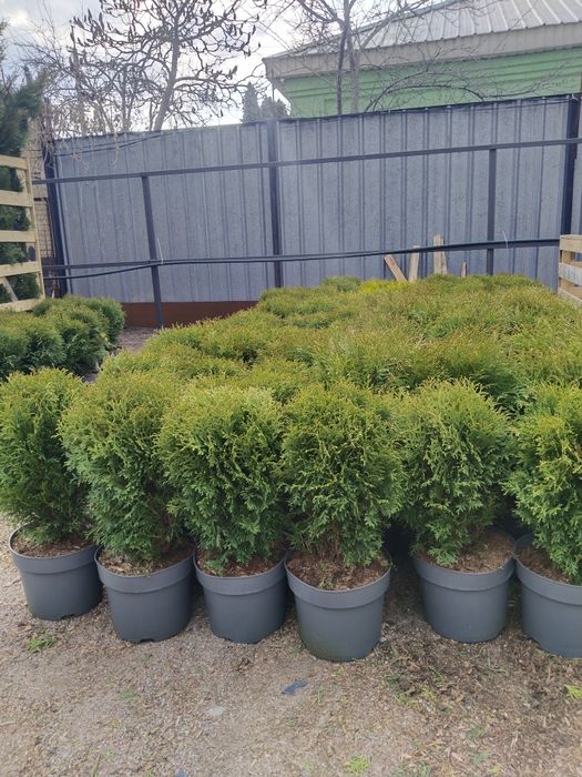 Продам хвойные саженцы