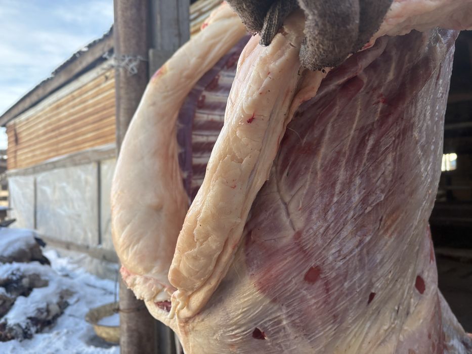 Байталдар сатылады