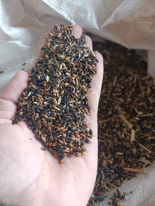 Суданка.        .