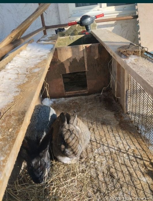 Кролик,2 самка самец