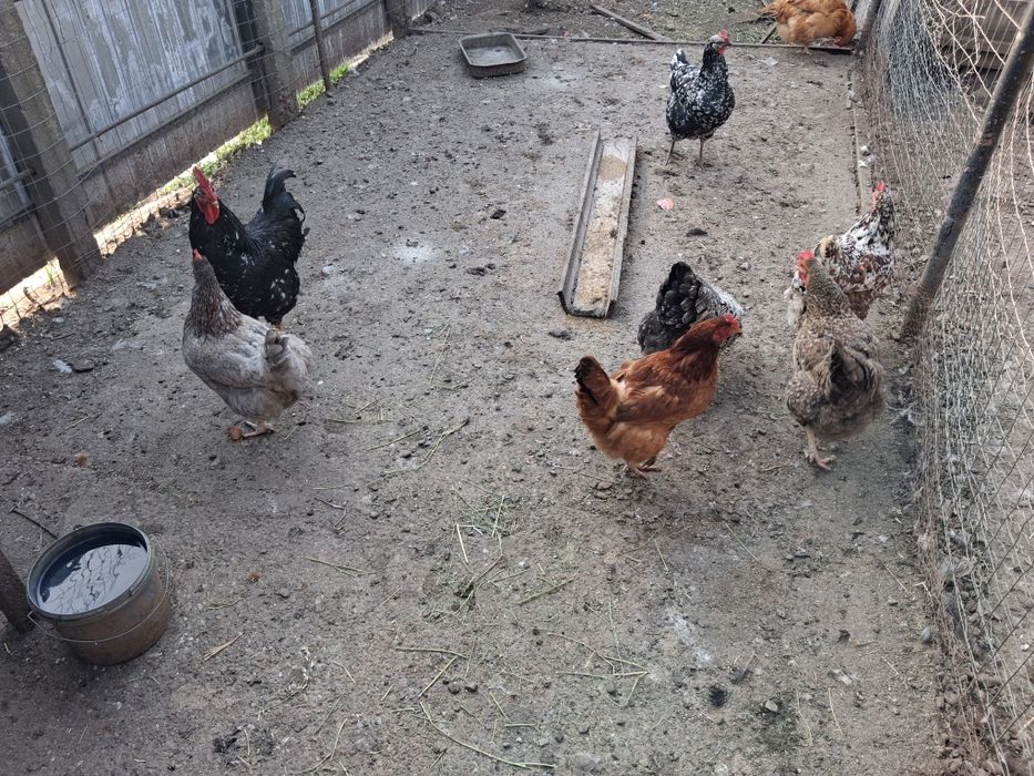 Vând oua pentru incubat