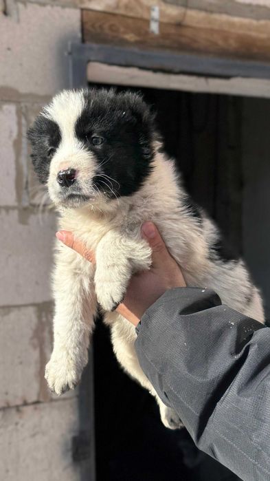 Щенки чистокровных тобетов