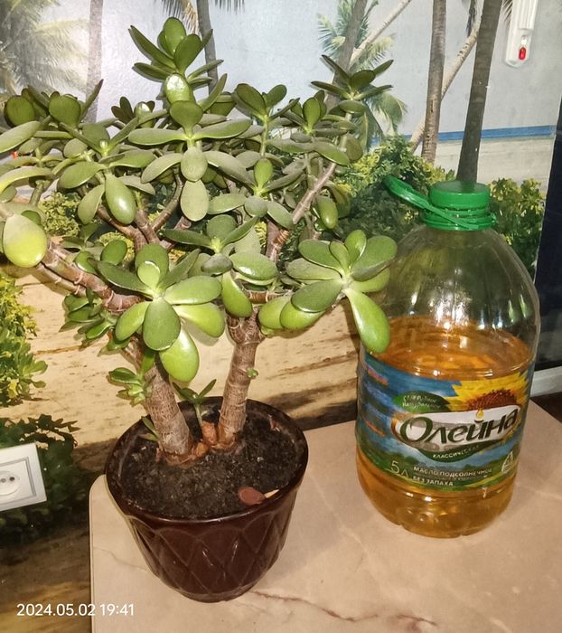 Продаётся комнатный цветок