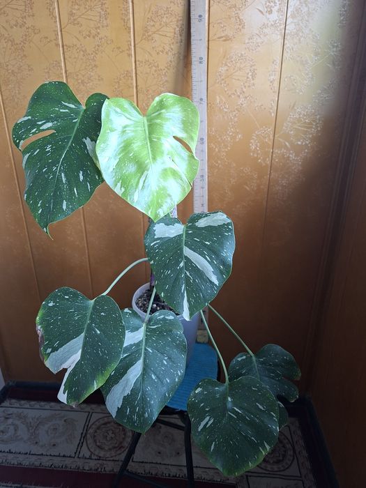 Продам монстеру Тайское созвездие