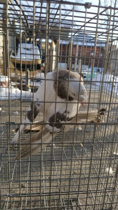 Молодой Голубь Такла