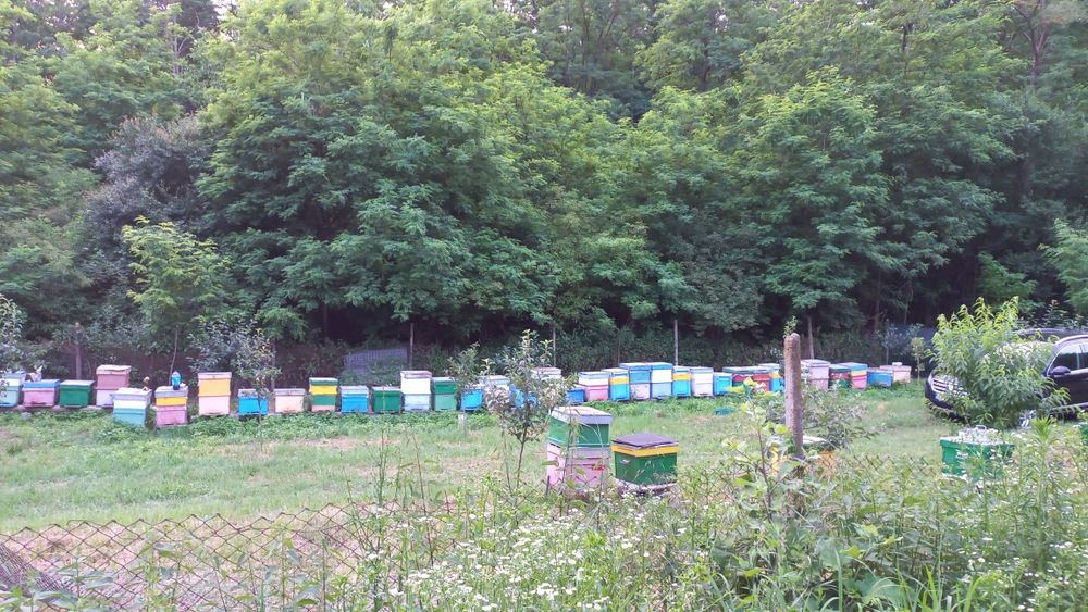 Vând familii de albine