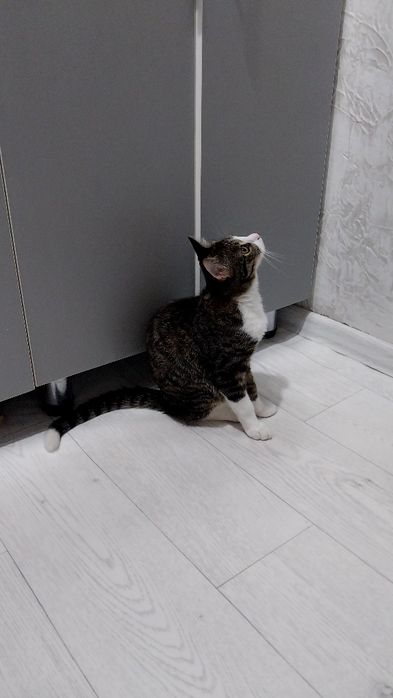 Отдам в добрые руки