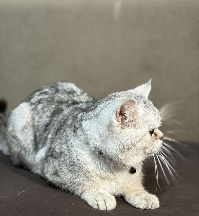 Шиншилла серебристая