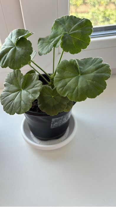 Пеларгония Divas F1 Strawberry