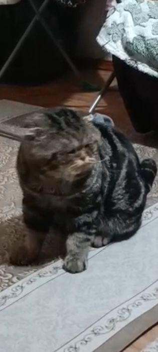 Потерян кот веслоухий старый