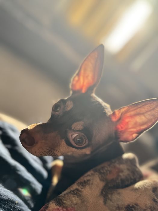 Той-терьер Миланья ищет ковалера