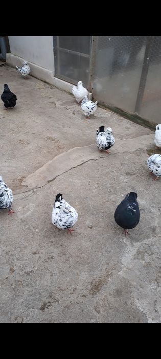 Porumbei Kingi de vânzare