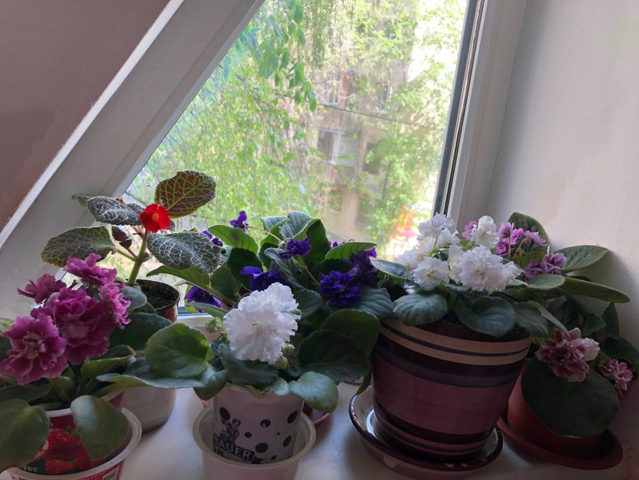 Фиалки цветущие (сенполии)