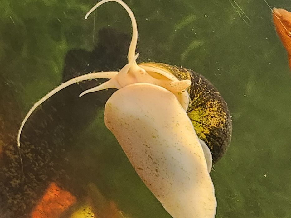 Melci de acvariu