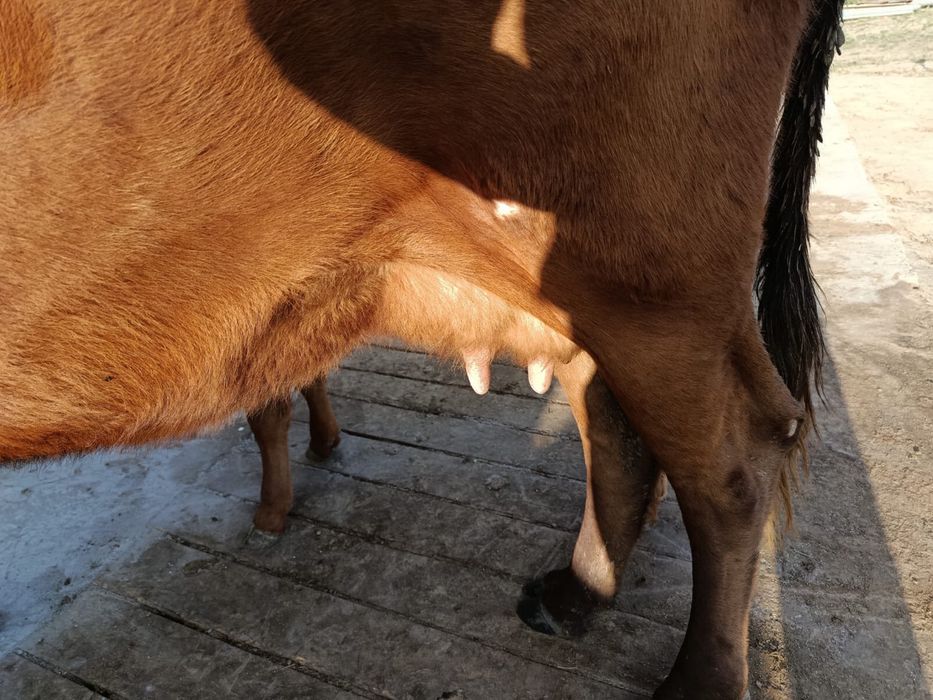 Продам корову с теленком