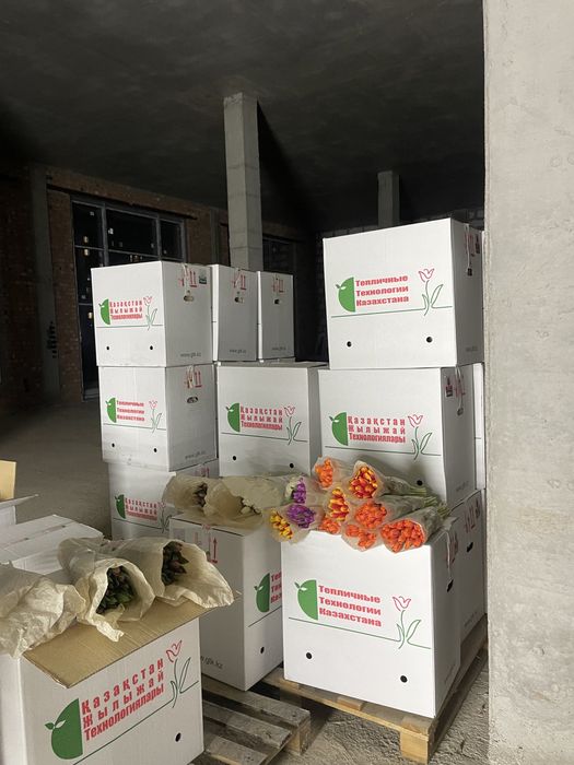 Тюльпаны белорусия пионовидные