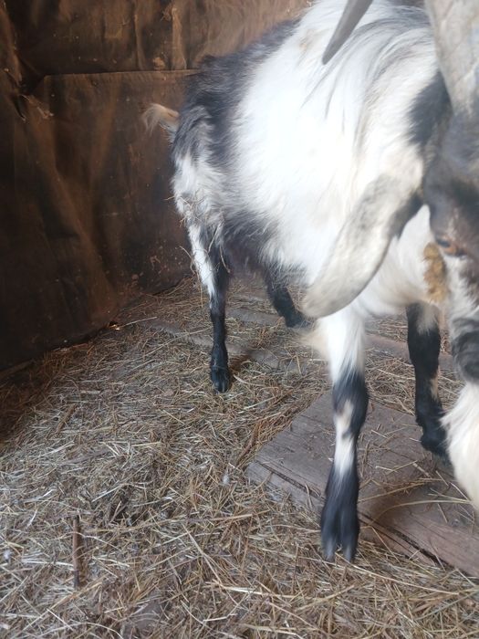 Продам козла 1,5 года